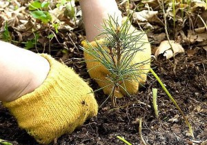 Сгоревшие леса начали понемногу восстанавливать