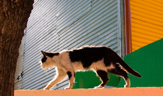 Кот-курьер доставил арестанту телефон Кот-курьер доставил арестанту телефон