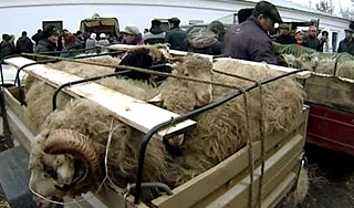 В парламенте Киргизии зарезали семь баранов В парламенте Киргизии зарезали семь баранов