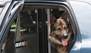 Американца судят за лай на полицейского пса Американца судят за лай на полицейского пса