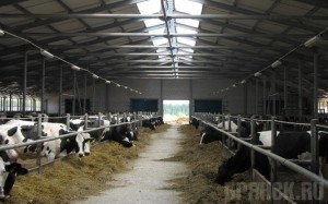 По решению суда климовская ферма временно приостановила деятельность
