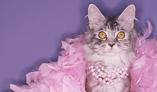 Кошка похитила драгоценности на 90 тысяч Кошка похитила драгоценности на 90 тысяч