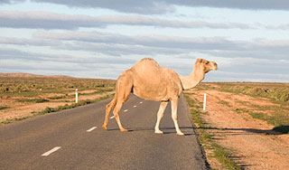 В Петербурге поймали беглого верблюда В Петербурге поймали беглого верблюда