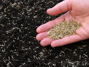 В стародубском колхозе использовали для посева некачественные семена