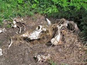 Большинство скотомогильников признали неудовлетворительными