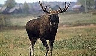 Лось убил россиянина в Белоруссии Лось убил россиянина в Белоруссии