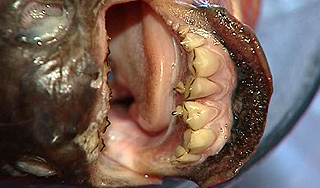 На озере с пираньей построят аквапарк На озере с пираньей построят аквапарк