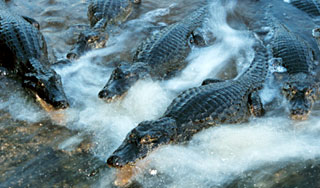 Крокодилы пытались сорвать выборы в ЮАР Крокодилы пытались сорвать выборы в ЮАР