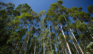 Деревья защитят Израиль от боевиков Деревья защитят Израиль от боевиков