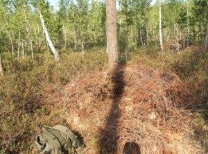 В заповеднике «Брянский лес» обнаружили странную берлогу