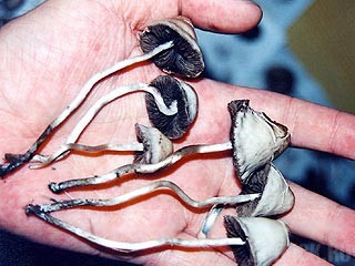 На таможне задержали партию галлюциногенных грибов