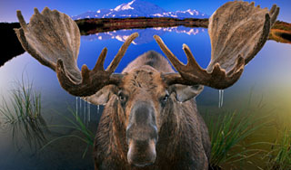 Лось ворвался в школу на последний звонок Лось ворвался в школу на последний звонок