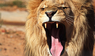 Лев ценой жизни спас хозяина от полиции Лев ценой жизни спас хозяина от полиции