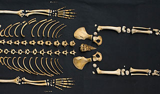 Дети собирали скелет из настоящих костей Дети собирали скелет из настоящих костей