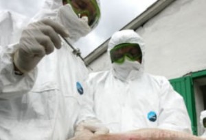 В Комаричском районе обнаружили трупы свиней