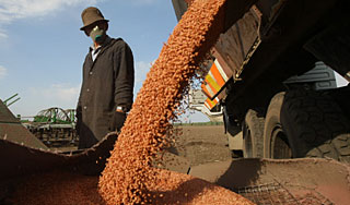 Россия обрушила цены на зерно Россия обрушила цены на зерно