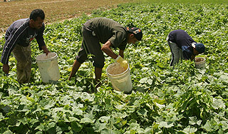 С испанских овощей сняли подозрения С испанских овощей сняли подозрения