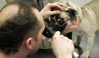 В Москве появилась "скорая" для животных В Москве появилась "скорая" для животных