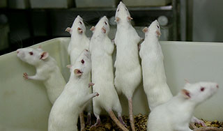 На борту самолета прижилось семейство крыс На борту самолета прижилось семейство крыс