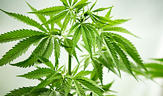 ООН выступила за легализацию наркотиков ООН выступила за легализацию наркотиков