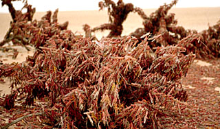 России и Китаю угрожают насекомые России и Китаю угрожают насекомые