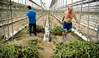 Огурцы-убийцы разоряют фермеров Европы Огурцы-убийцы разоряют фермеров Европы