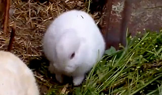 В Японии родился безухий кролик (видео) В Японии родился безухий кролик (видео)
