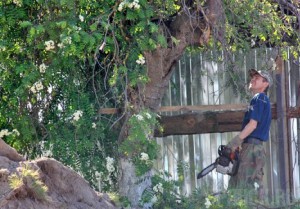 Чиновники нашли оправдание вырубке деревьев на Кургане Бессмертия