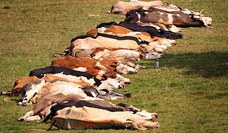 Град в Казахстане погубил животных Град в Казахстане погубил животных