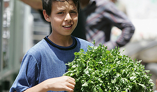 Наркополицейские оправдали петрушку Наркополицейские оправдали петрушку