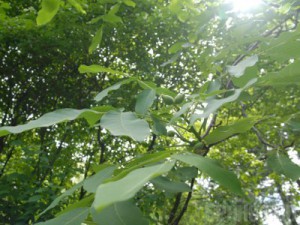 Брянский Ботанический сад намерены расширить