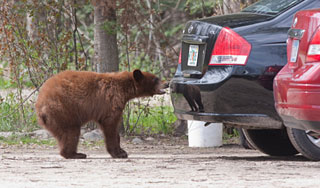 Сбитый медведь в полете убил двух человек Сбитый медведь в полете убил двух человек