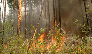 Россию ждет максимальная угроза пожаров Россию ждет максимальная угроза пожаров