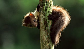 Поляков атаковали куницы-бродяжки Поляков атаковали куницы-бродяжки