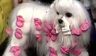 В США умерла лохматая миллионерша В США умерла лохматая миллионерша