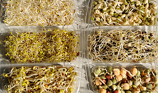 Источником "овощной" инфекции стали злаки Источником "овощной" инфекции стали злаки