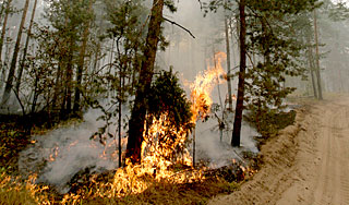 На борьбу с лесными пожарами дали пять дней На борьбу с лесными пожарами дали пять дней