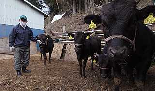 АЭС "Фукусима-1" убила еще одного мужчину АЭС "Фукусима-1" убила еще одного мужчину