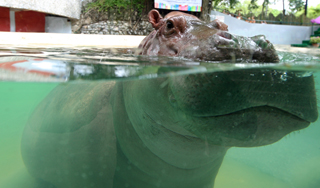 Бунт бегемотов обошелся зоопарку в $100000 Бунт бегемотов обошелся зоопарку в $100000