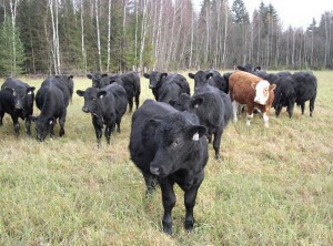 В Брянскую область привезли шесть тысяч коров из Австралии