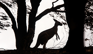 Полиция Германии встретила в лесу кенгуру Полиция Германии встретила в лесу кенгуру