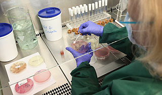 В Россию везут штамм бактерии Е. coli В Россию везут штамм бактерии Е. coli