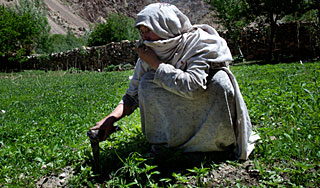 Наркотики вызвали рост цен на еду в Кабуле Наркотики вызвали рост цен на еду в Кабуле