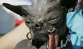 В США выбрали самую уродливую собаку В США выбрали самую уродливую собаку