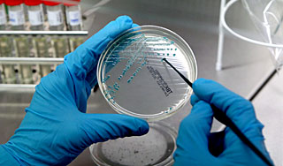 Смертельную E. coli ищут в питьевой воде Смертельную E. coli ищут в питьевой воде