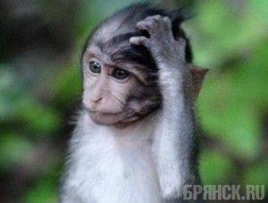 Свободолюбивую мартышку изловили и вернули к товарищам