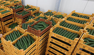 Онищенко разрешил овощи из Европы Онищенко разрешил овощи из Европы