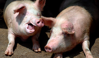 В Тверскую область вернулась чума В Тверскую область вернулась чума