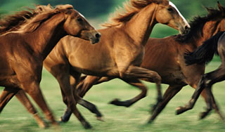 Пчелы убили лошадей в Великобритании Пчелы убили лошадей в Великобритании