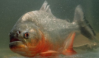 В Башкирии поймали гигантскую пиранью В Башкирии поймали гигантскую пиранью